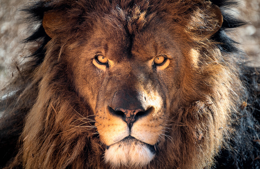 العراق.. أسد يتجول بحرية في بغداد ويلتهم خروفا أمام المارة وسط غضب كبير والأمن يتحرك (فيديو + صورة)