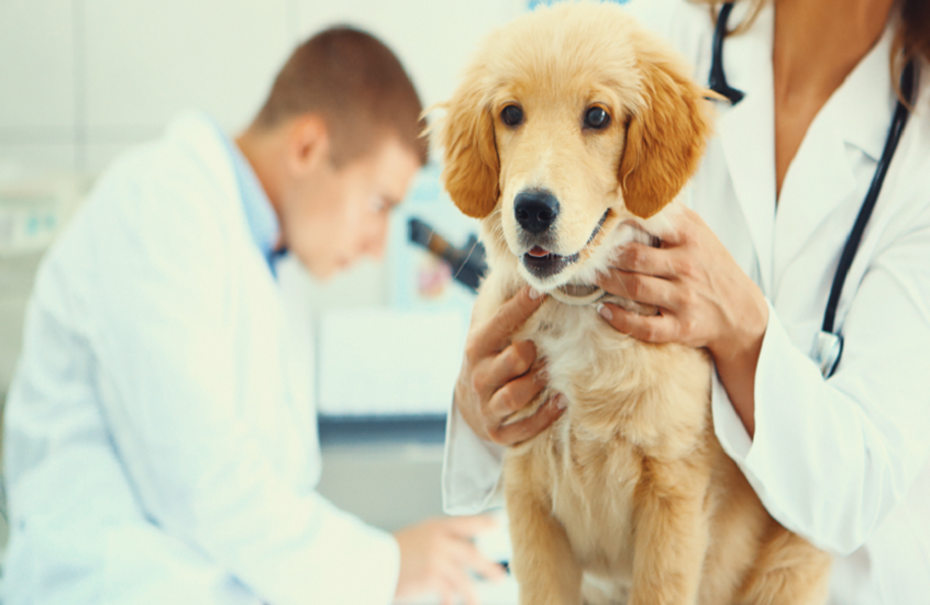 ثورة طبية.. الكلاب تكتشف باركنسون قبل ظهور الأعراض بدقة مذهلة