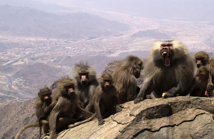 السعودية.. لقطات لانتشار قرود البابون في الرياض تثير تفاعلا والسلطات تتحرك وتوضح (فيديو)