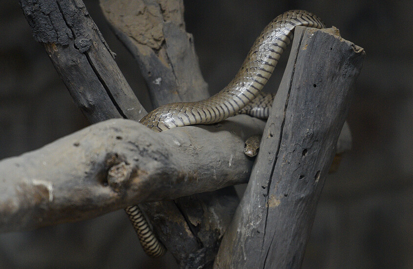الأفاعي تغزو عدة مناطق في الهند وخبراء يكشفون السبب