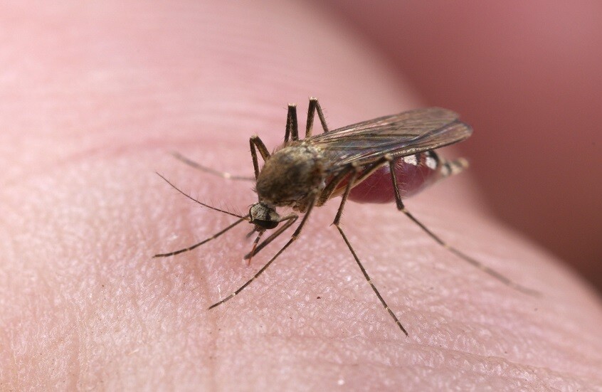 لماذا يلدغك البعوض أكثر من غيرك؟.. دراسة روسية تكشف الأسباب