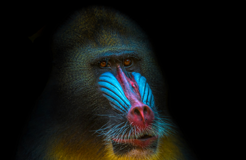 العلم ينهي أسطورة ذكر الألفا في معركة القوة بين الجنسين