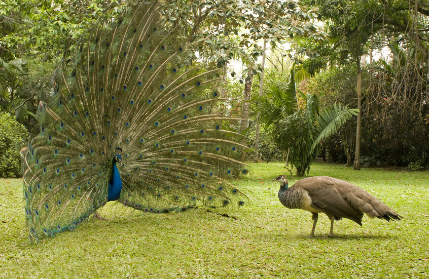 اختفاء غامض لعشرات الطواويس من فندق تاريخي في كاليفورنيا
