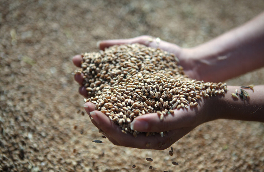 وزارة الزراعة الروسية تثبت توقعاتها لمحصول الحبوب لعام 2025