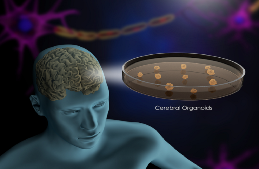 تطوير عضو دماغي كامل يفتح آفاقا لفهم التوحد والفصام