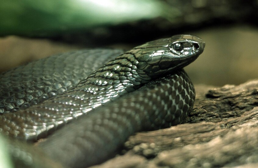 لعب مع الموت ونجا.. طفل هندي يقتل كوبرا بأسنانه!