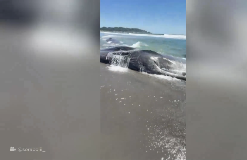 المياه تقذف حيتانا على سواحل اليابان