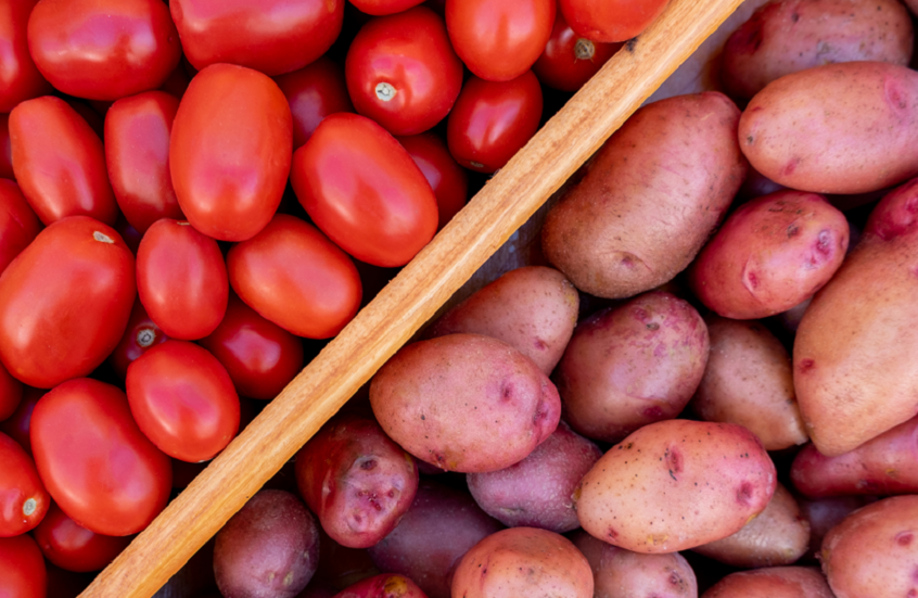 اكتشاف غير متوقع.. البطاطا من نسل الطماطم!