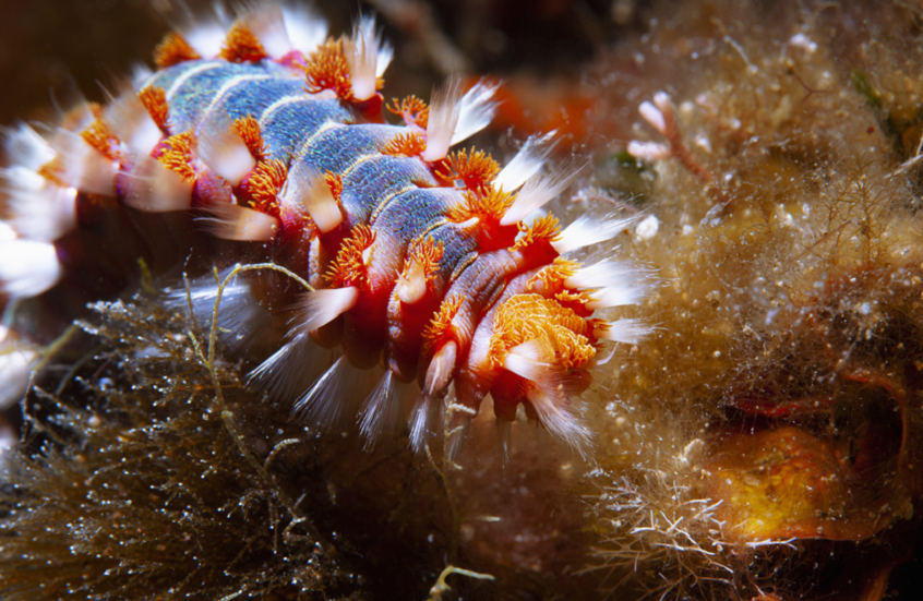 تحرق من يلمسها وتتكاثر بعد قطعها.. "ديدان النار" السامة تغزو شواطئ الولايات المتحدة