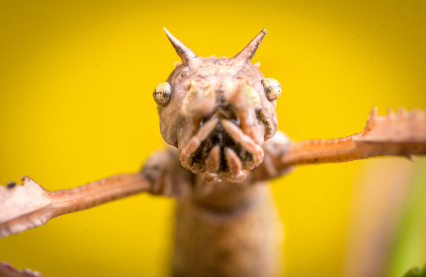 اكتشاف حشرة عملاقة تختبئ في قمم اﻷشجار بأستراليا