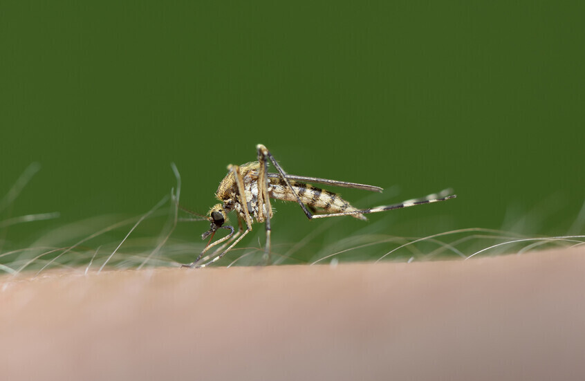 الصين تتخذ إجراءات لمكافحة حمى "شيكونغونيا"