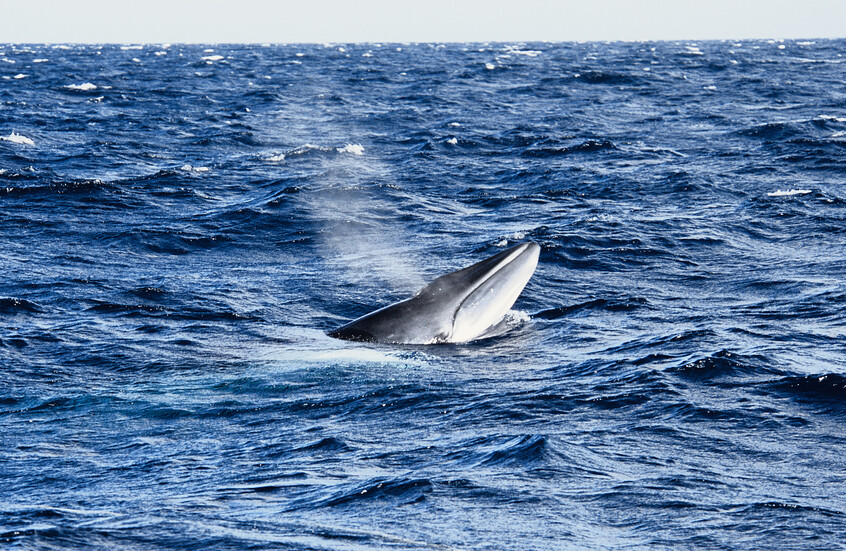 كاميرا توثق لحظة رعب.. حوت غاضب يُطيح بامرأة من قاربها! (فيديوهات)