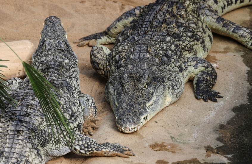 السلطات الإسرائيلية تعدم تماسيح بطريقة القتل الرحيم بعد تكرار هروبها من مجمع مهجور