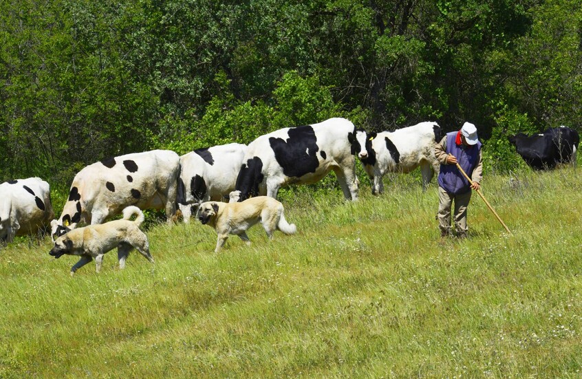 وباء يفتك بالثروة الحيوانية شرق تركيا