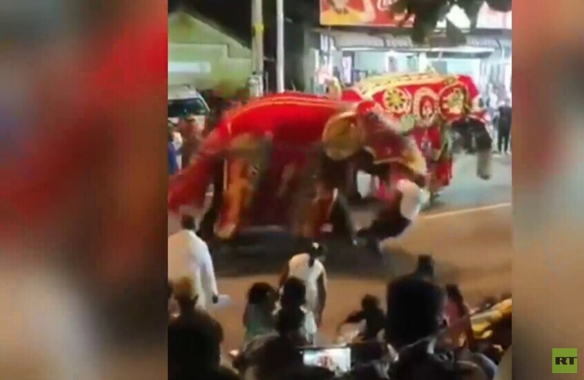 سريلانكا.. هجوم فيل على مدربه خلال احتفال ديني