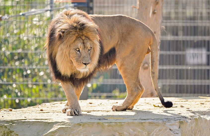بعد اختفائه من الجزائر والمغرب.. حديقة حيوان تشيكية ترحب بأربعة أشبال لأسد بربري نادر (صور)