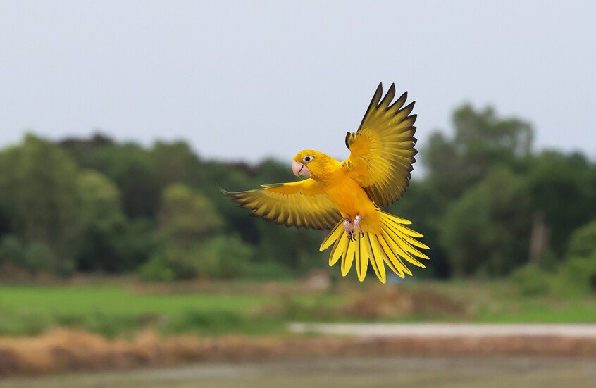 ببغاء "يفضح" عصابة مخدرات كبرى في بريطانيا (فيديو)