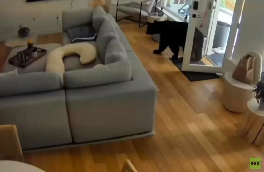 كندا.. كلب يطرد دبا "غازيا" من المنزل