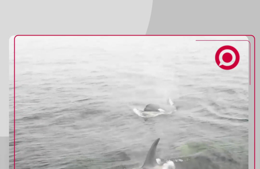 حيتان الأوركا الجائعة تصطاد في شرق روسيا