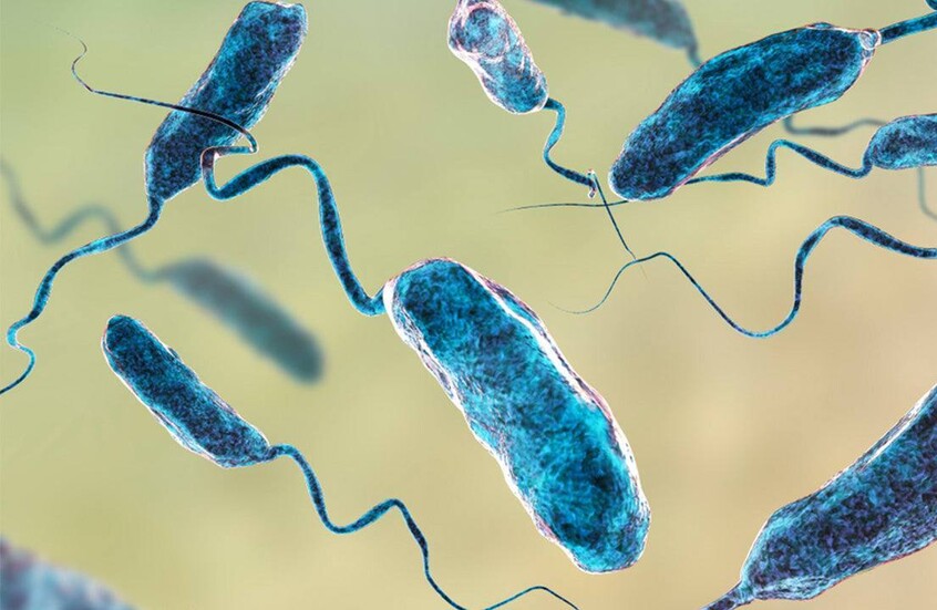 دراسة ليبية تحذر من بكتيريا خطيرة في المنتجات البحرية قد تسبب تعفنا دمويا قاتلا