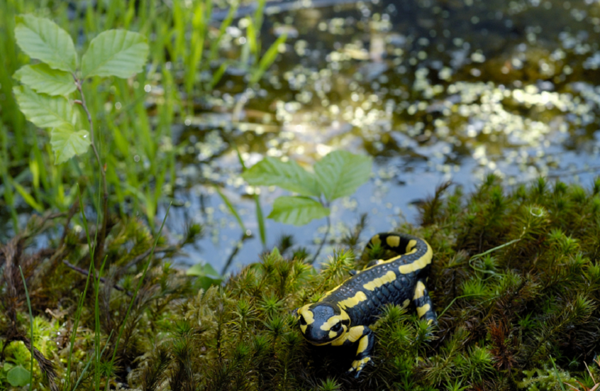 بعد 33 عاما من الاختفاء.. مخلوق نادر وسري يظهر مجددا في فلوريدا
