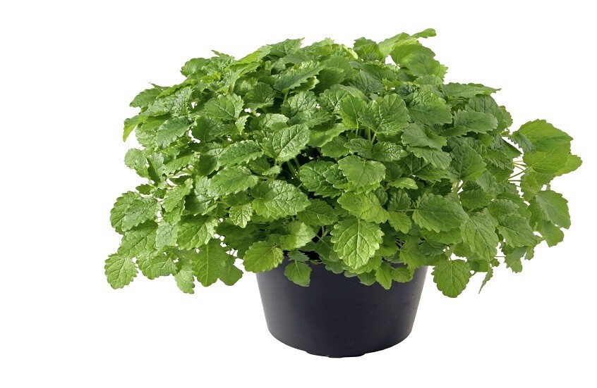 المخاطر الخفية للنعناع