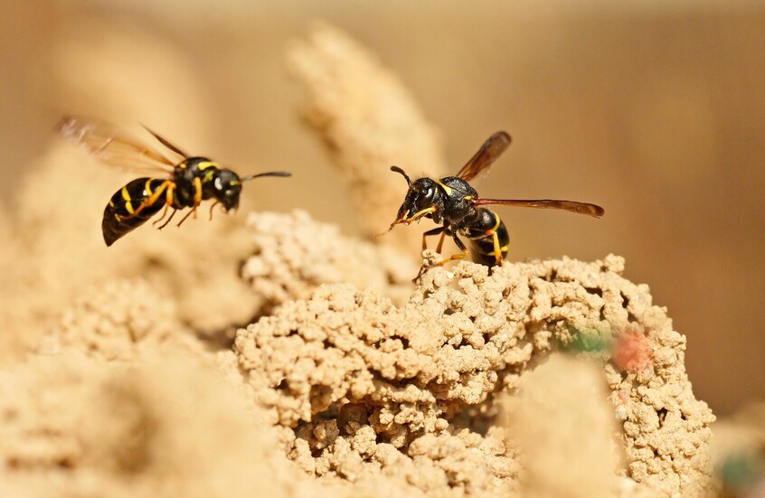 طرق بسيطة لتجنب لسعات الدبابير المؤلمة