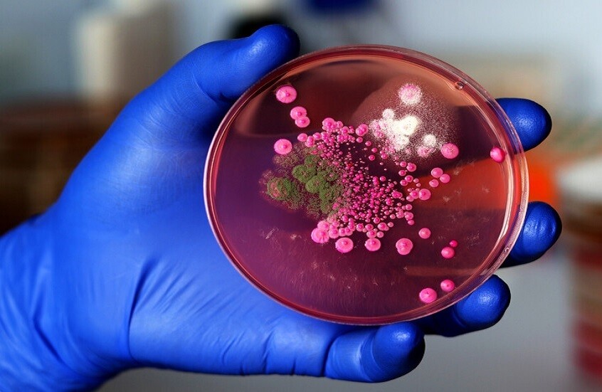 نوع جديد من الفطريات يهاجم الدماغ البشري!