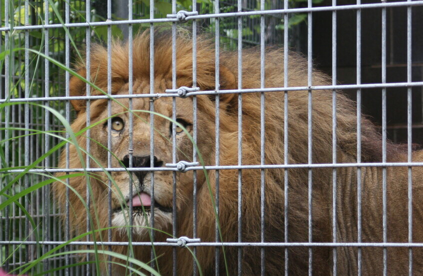 ليبيا.. مفاجأة قوية بانتظار "صاحب مزحة الأسد" مع عامل مصري