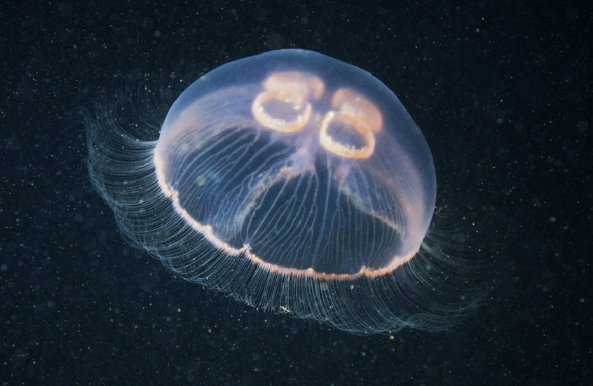 قناديل البحر القمرية.. عيون للبشرية تكشف أسرار المحيط المظلم