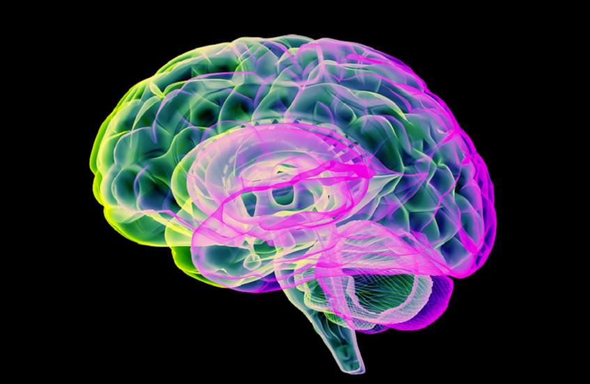 ماذا يحدث في الدماغ عند تعلم شيء جديد؟