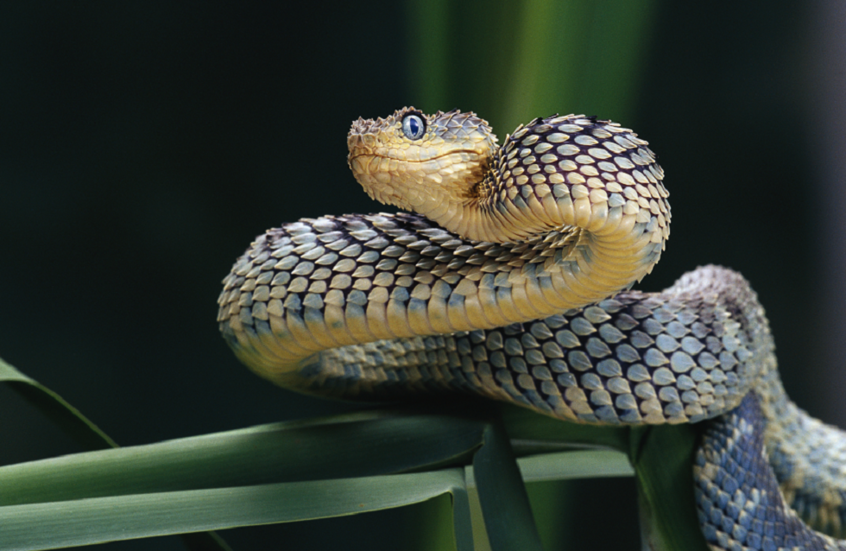 ثعابين تطلق سمومها حتى بعد نفوقها!