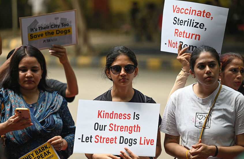 محكمة الهند العليا تأمر بإطلاق سراح الكلاب الضالة في شوارع نيودلهي