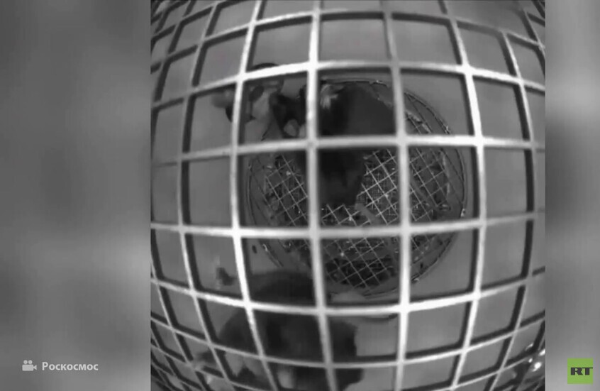 "روس كوسموس" تظهر الفئران خلال حالة انعدام الجاذبية على متن القمر الصناعي "بيون-إم"