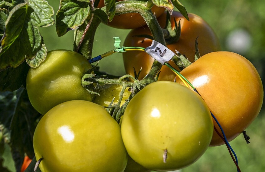 فرنسا.. خسارة ما يصل إلى 80% من محاصيل الطماطم في أوكسيتانيا