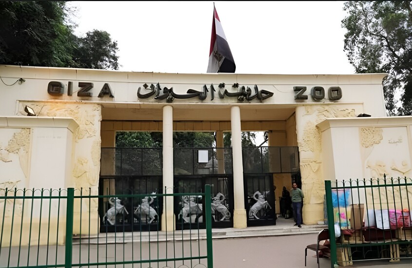"طبقنا القتل الرحيم".. أزمة في مصر بسبب إعدام حيوانات أكبر حدائقها