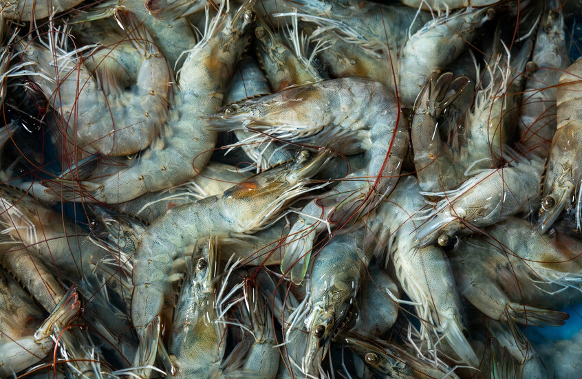 باحثون إماراتيون يطورون طريقة ثورية تحول مخلفات الروبيان إلى أداة لمكافحة التغير المناخي