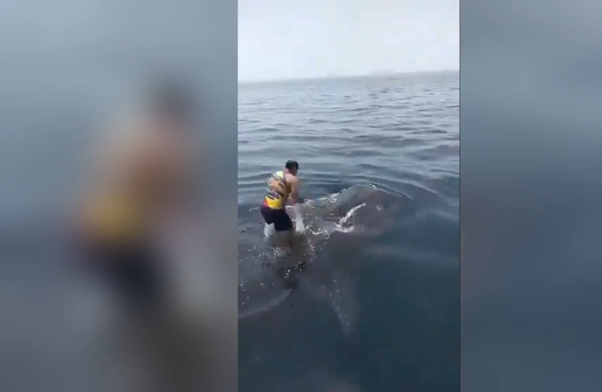 شاهد.. باحث عن الإثارة يتحدى قرش الحوت العملاق قبالة سواحل إيران