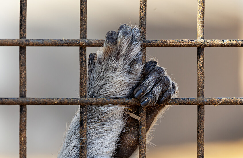 السلطات الإسبانية تكشف عن "حديقة حيوانات سرية" تضم 56 نوعا (فيديو)