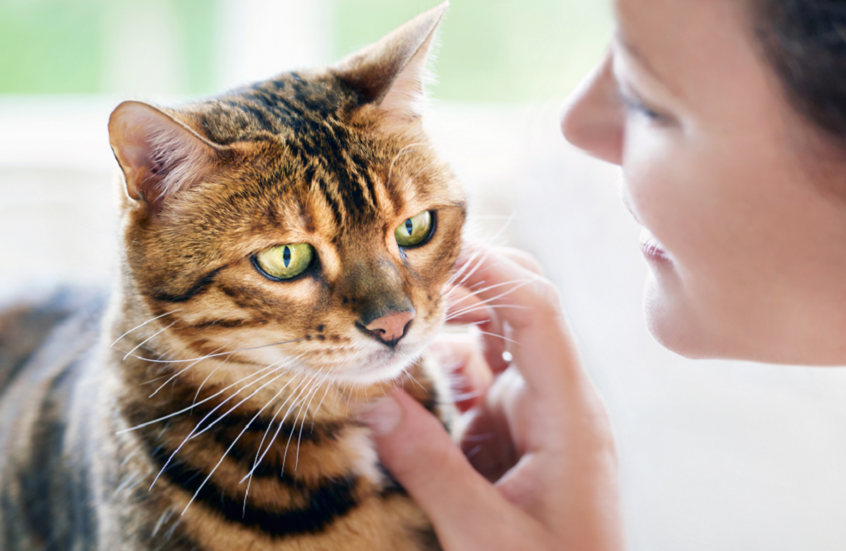 دراسة: مفتاح علاج السرطان البشري قد يكون مخبأ في القطط المنزلية