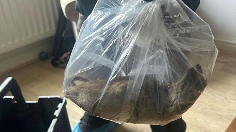 اصطياد أكبر جرذ في المملكة المتحدة