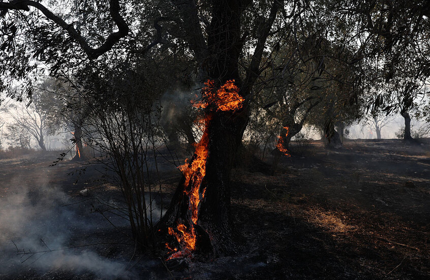 هيئة الأرصاد الجوية الأممية: حرائق الغابات تفاقم أزمة تلوث الهواء عالميا