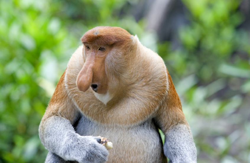 "أبشع حيوان في العالم".. سر مظهره الغريب!