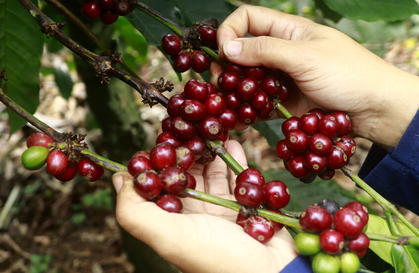 رئيس وزراء لاوس: قد نعيد توجيه جزء من صادرات القهوة من الولايات المتحدة إلى روسيا
