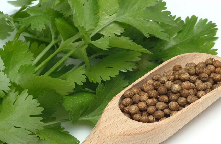 "الطبيب الأخضر" على مائدتك.. نصائح مهمة عند تناول الكزبرة