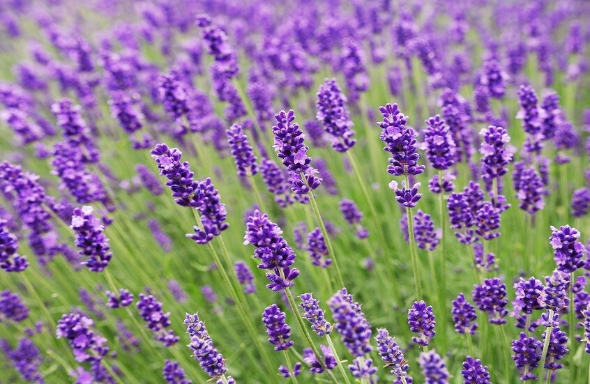 نبات يضاهي مضادات الاكتئاب في مفعوله