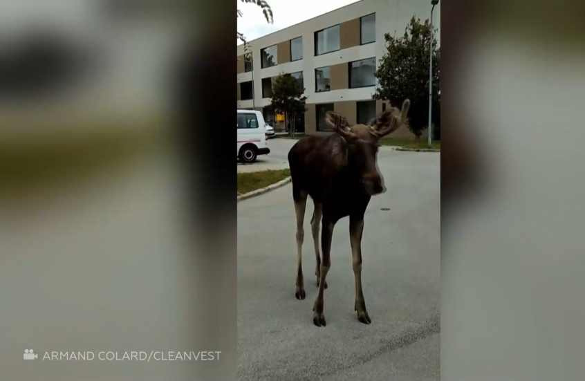 شاهد.. الموظ "إميل" يصبح نجما على مواقع التواصل الاجتماعي في أوروبا