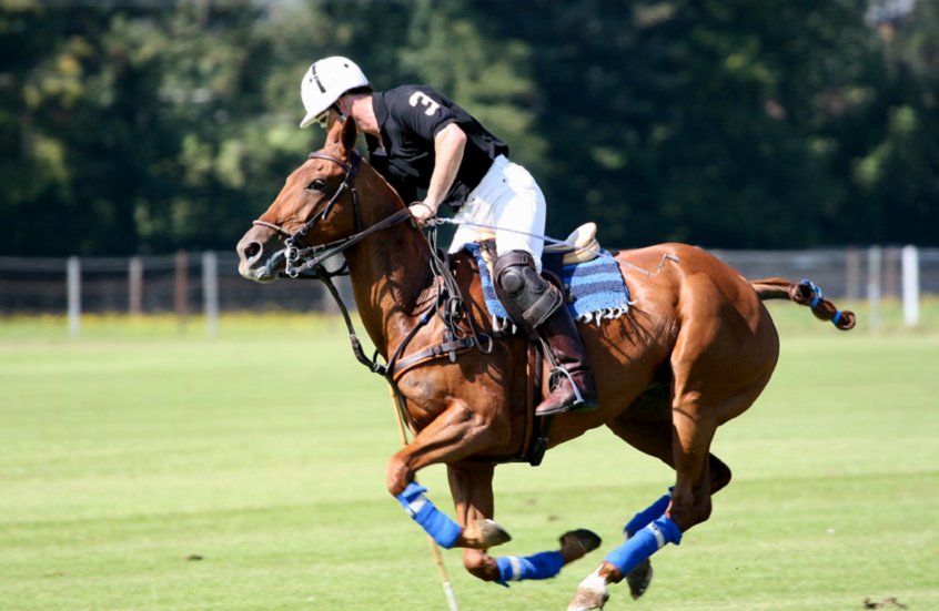 أول خيول معدلة وراثيا في العالم تثير جدلا كبيرا بين العلماء