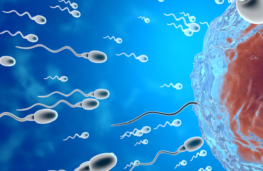 فك شفرة حركة الحيوانات المنوية وأثرها على خصوبة الرجال