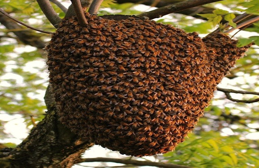 اكتشاف مذهل.. ملكات نمل الحصاد الإيبيري تتحكم بالجينات لإنتاج عمال هجائن  داخل المستعمرة! - RT Arabic